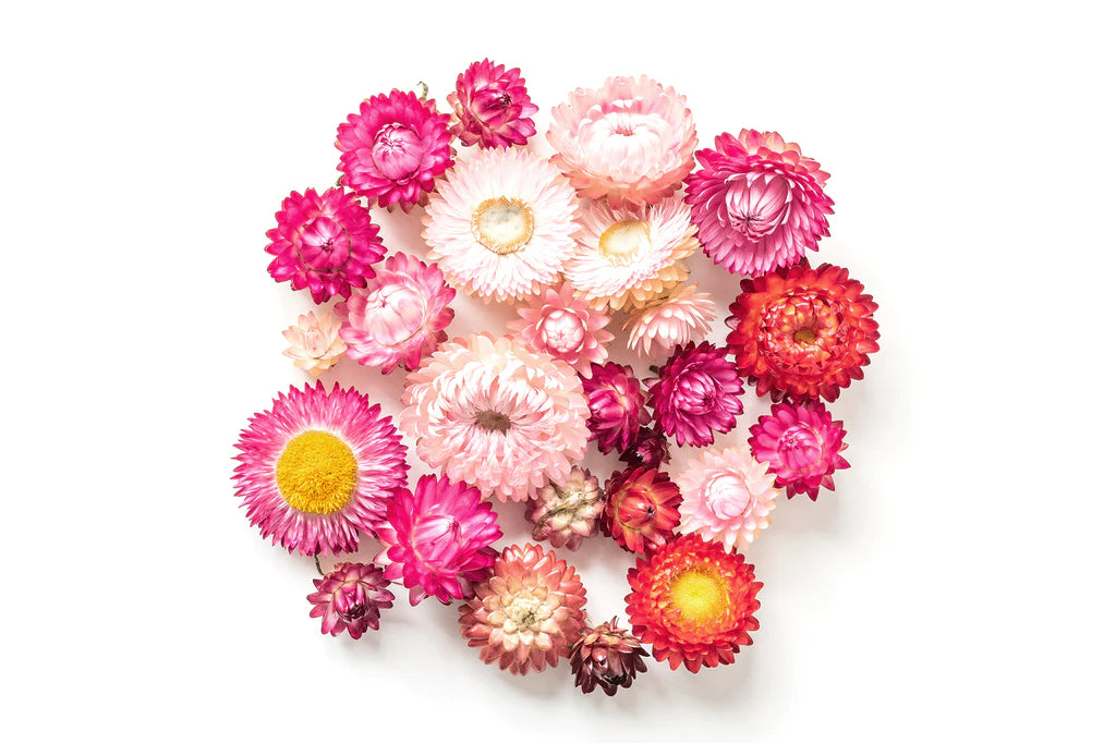 AUSTRALIAN NATIVE EVERLASTING DAISIES GROW KIT