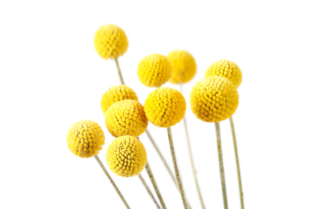 AUSTRALIAN NATIVE BILLY BUTTONS GROW KIT